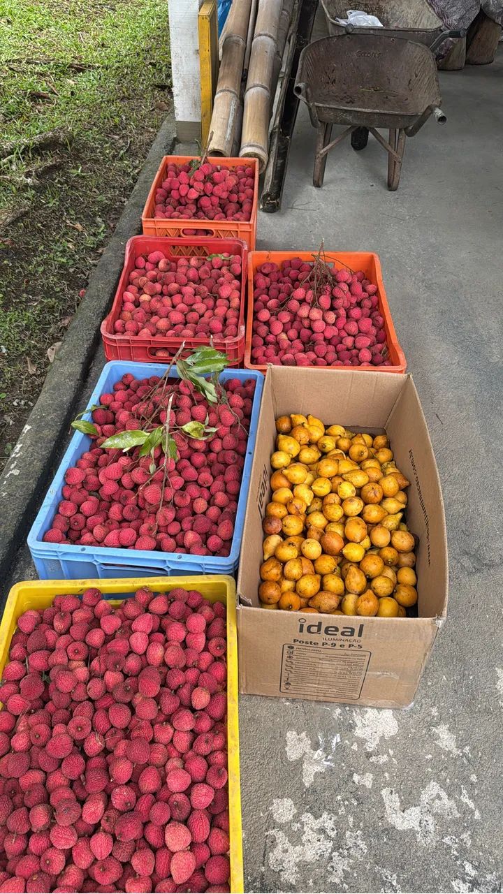 Chácara  em Morretes - Foto 8