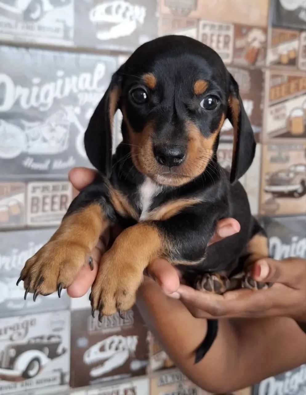 Teckel (Salsicha, Basset) Filhotes Machos e Fêmeas