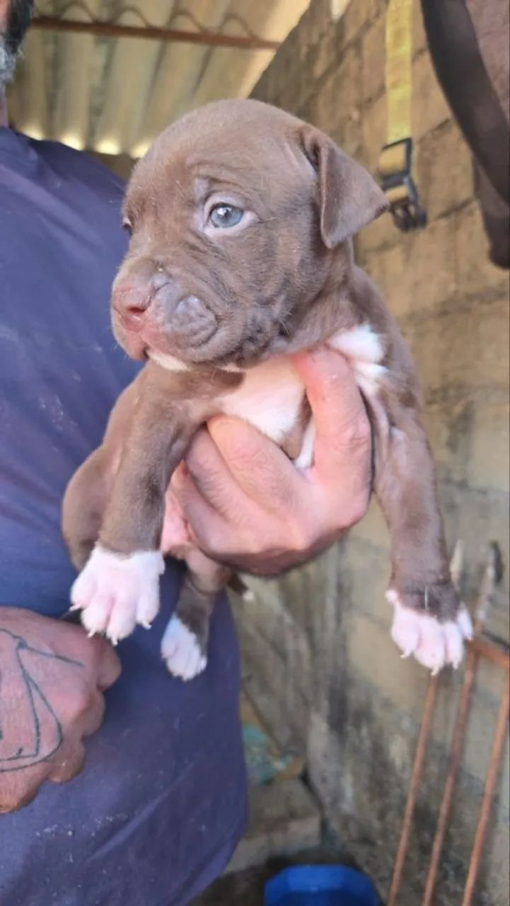 American Bully/ / Pit monster  - Foto 4