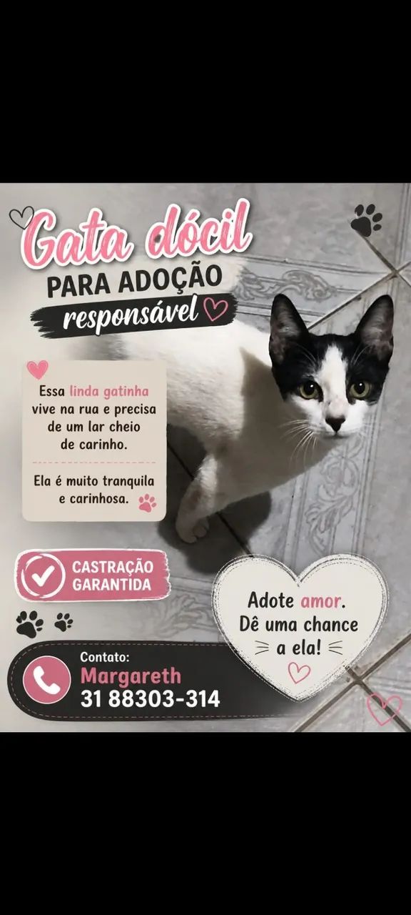 Adoção gatinha 