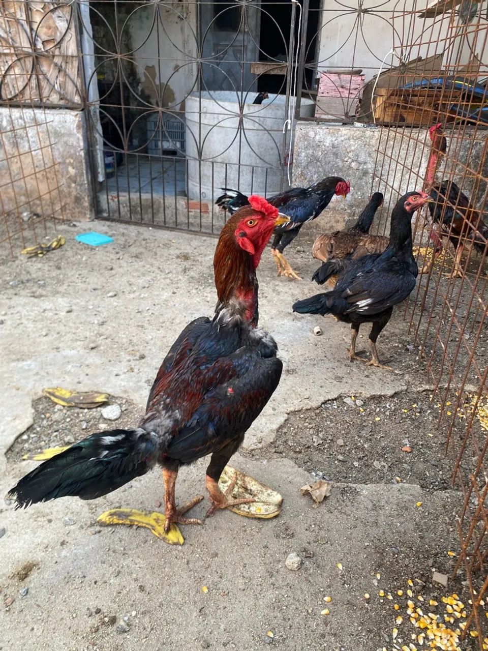 Galo de raça 
