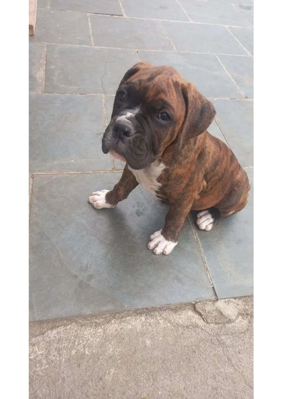 Filhotes de Boxer à Venda