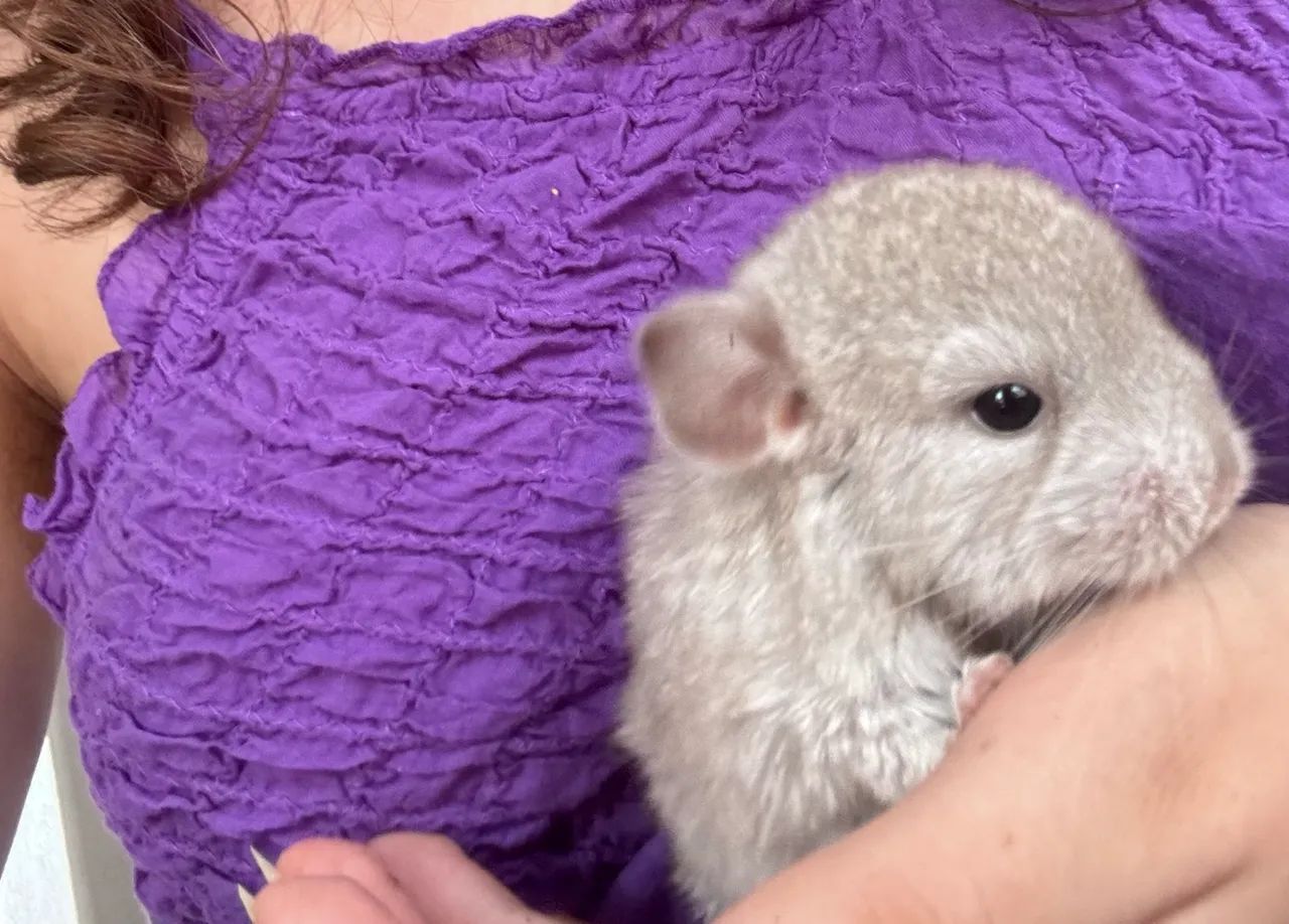 Chinchila disponível para reserva - Foto 4