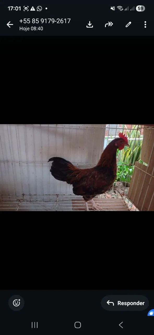 Frangos a venda  - Foto 3