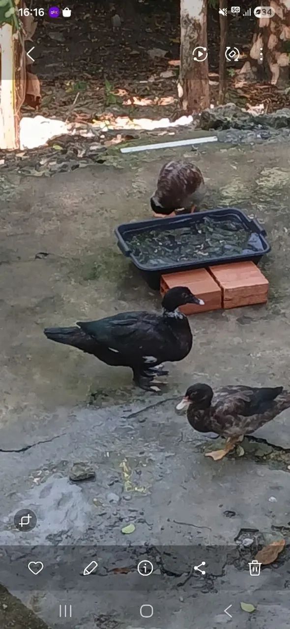 Vendo patos