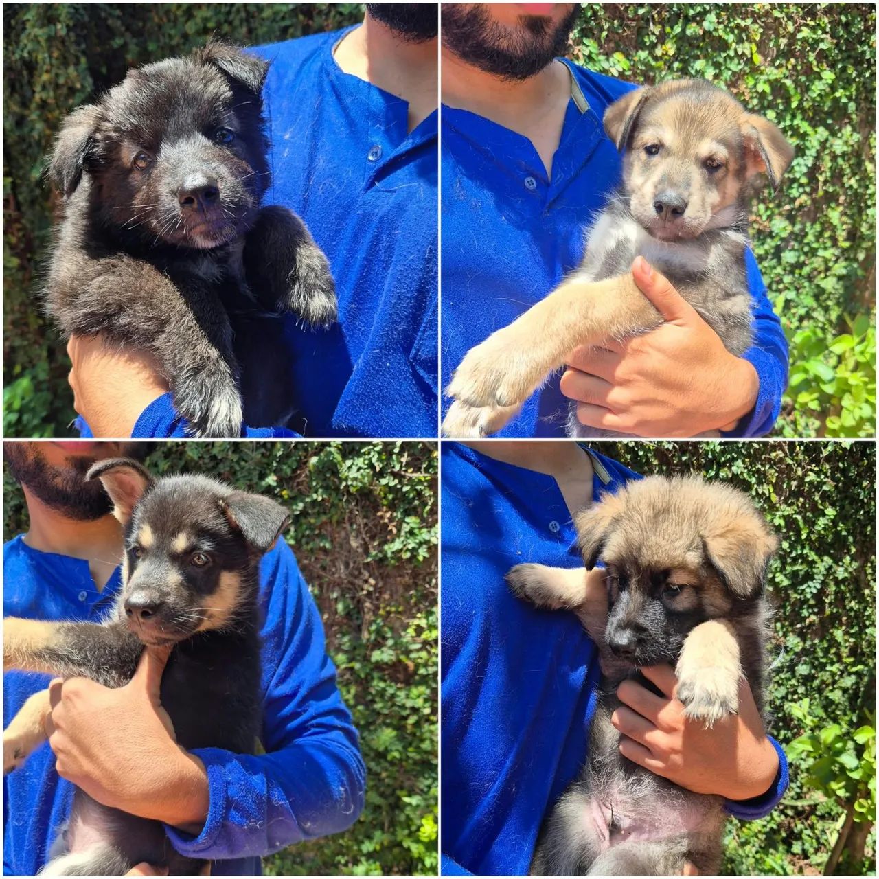 Husky mix