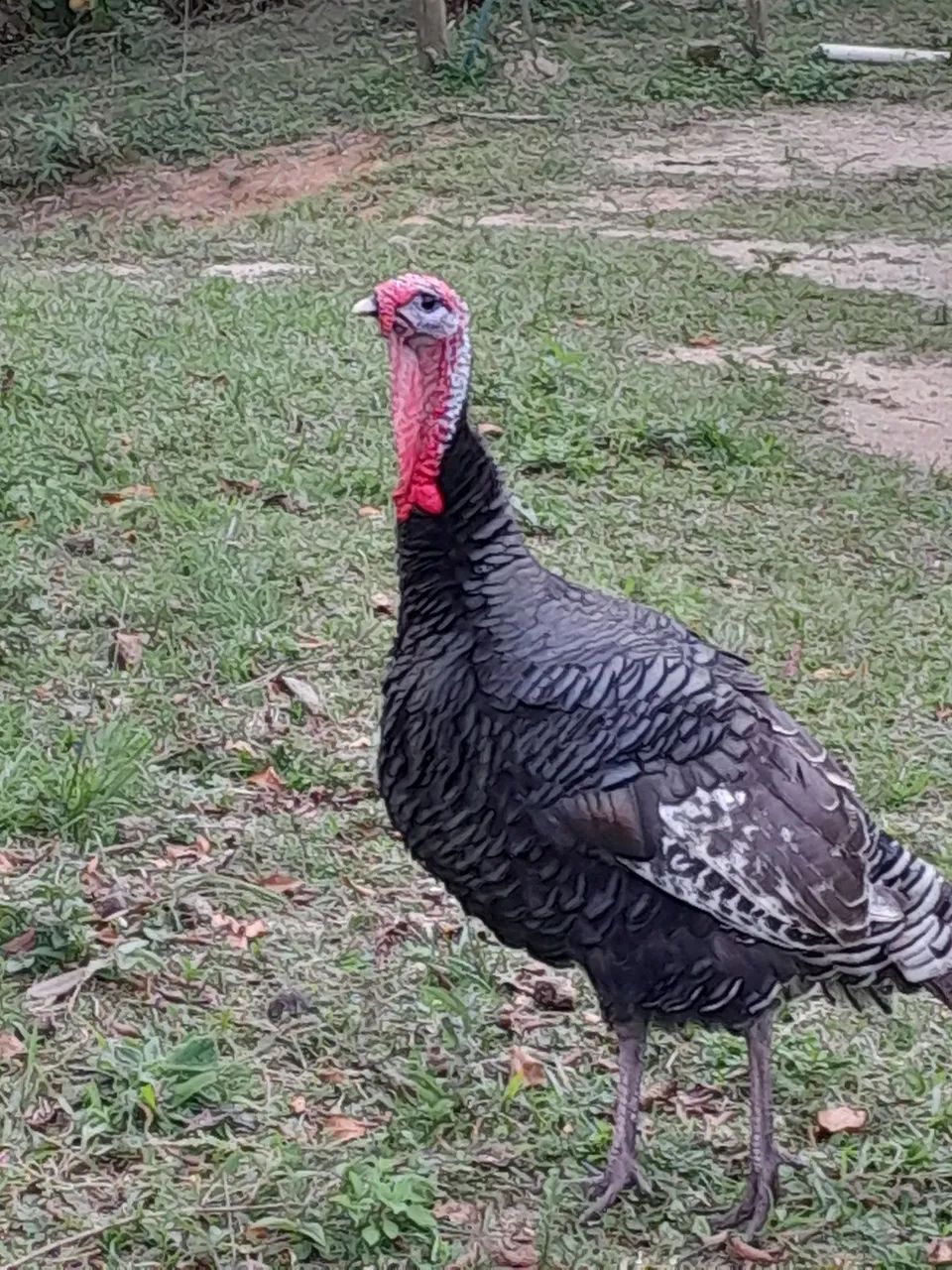 Peru macho