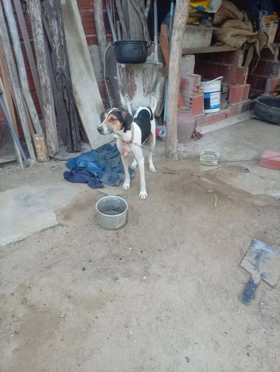 Americano de caça 