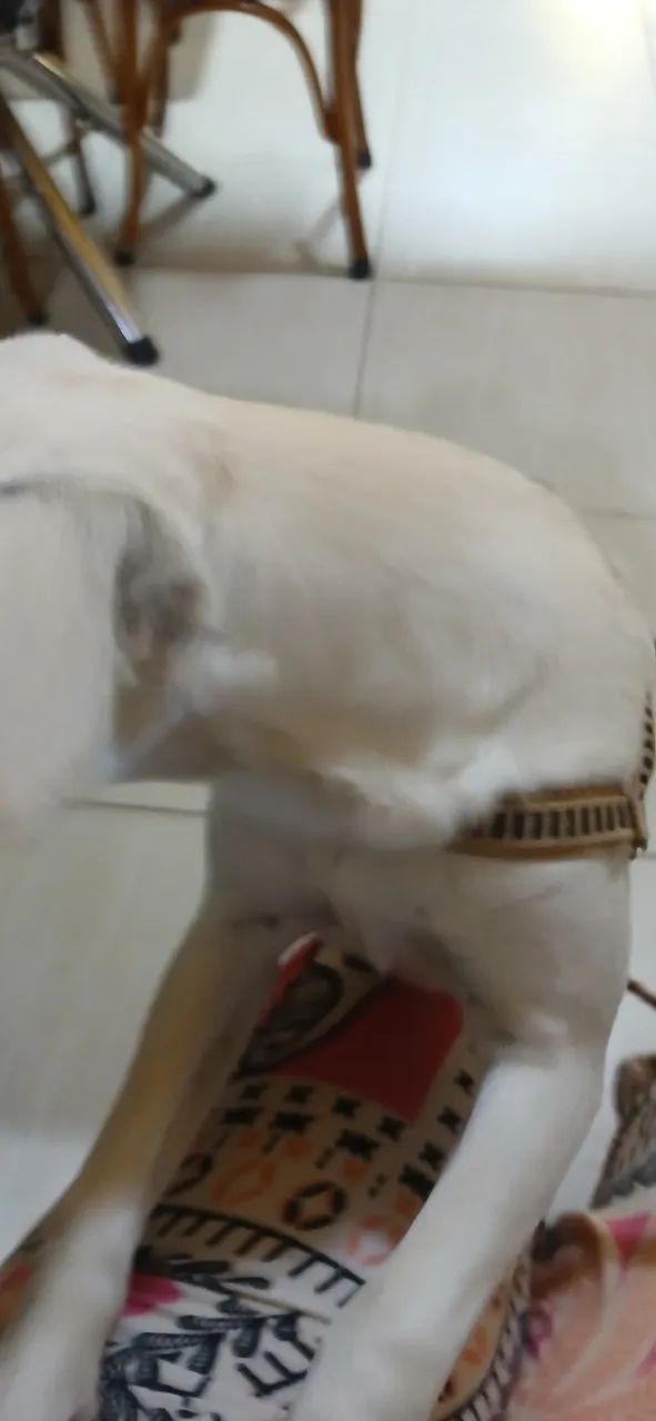 ** ADOÇÃO ** - Foto 4