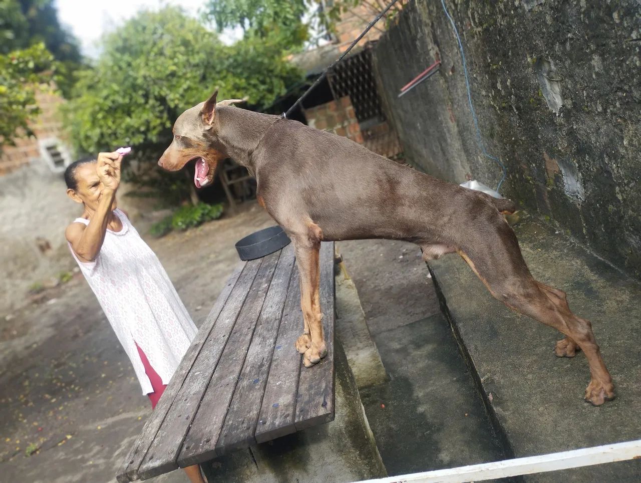 Doberman disponível  - Foto 4