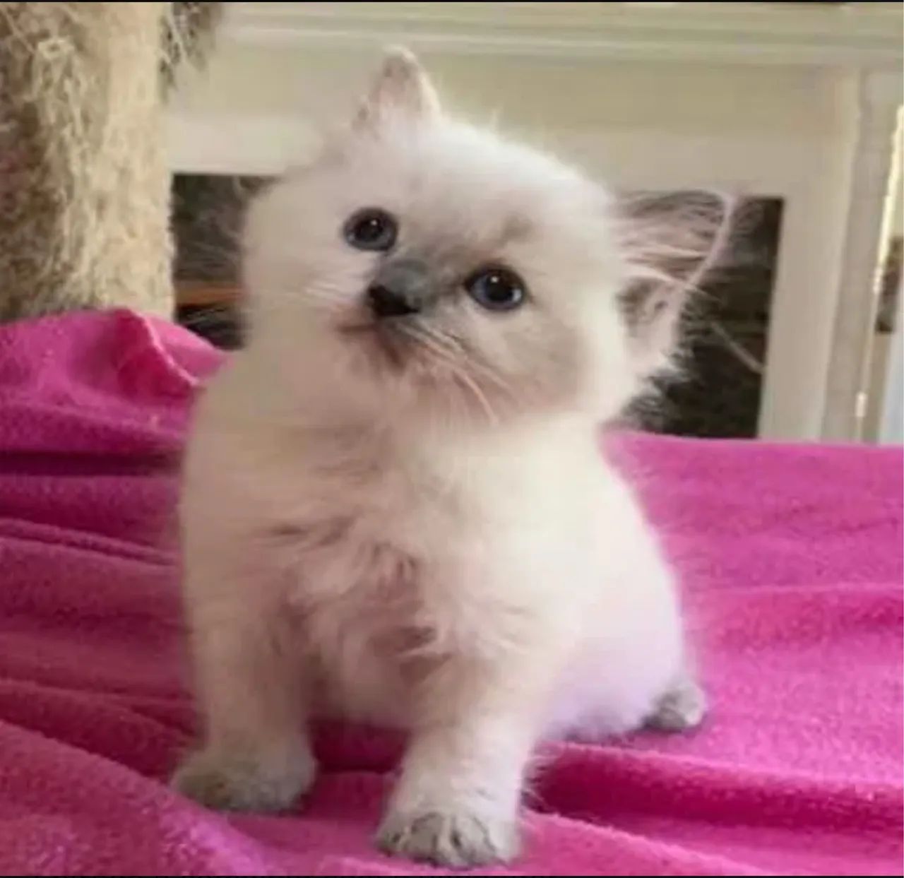 Filhote Gato Ragdoll e Siberian 