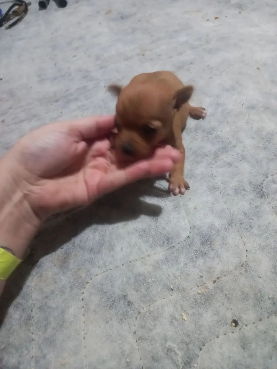 Pinscher macho 1
