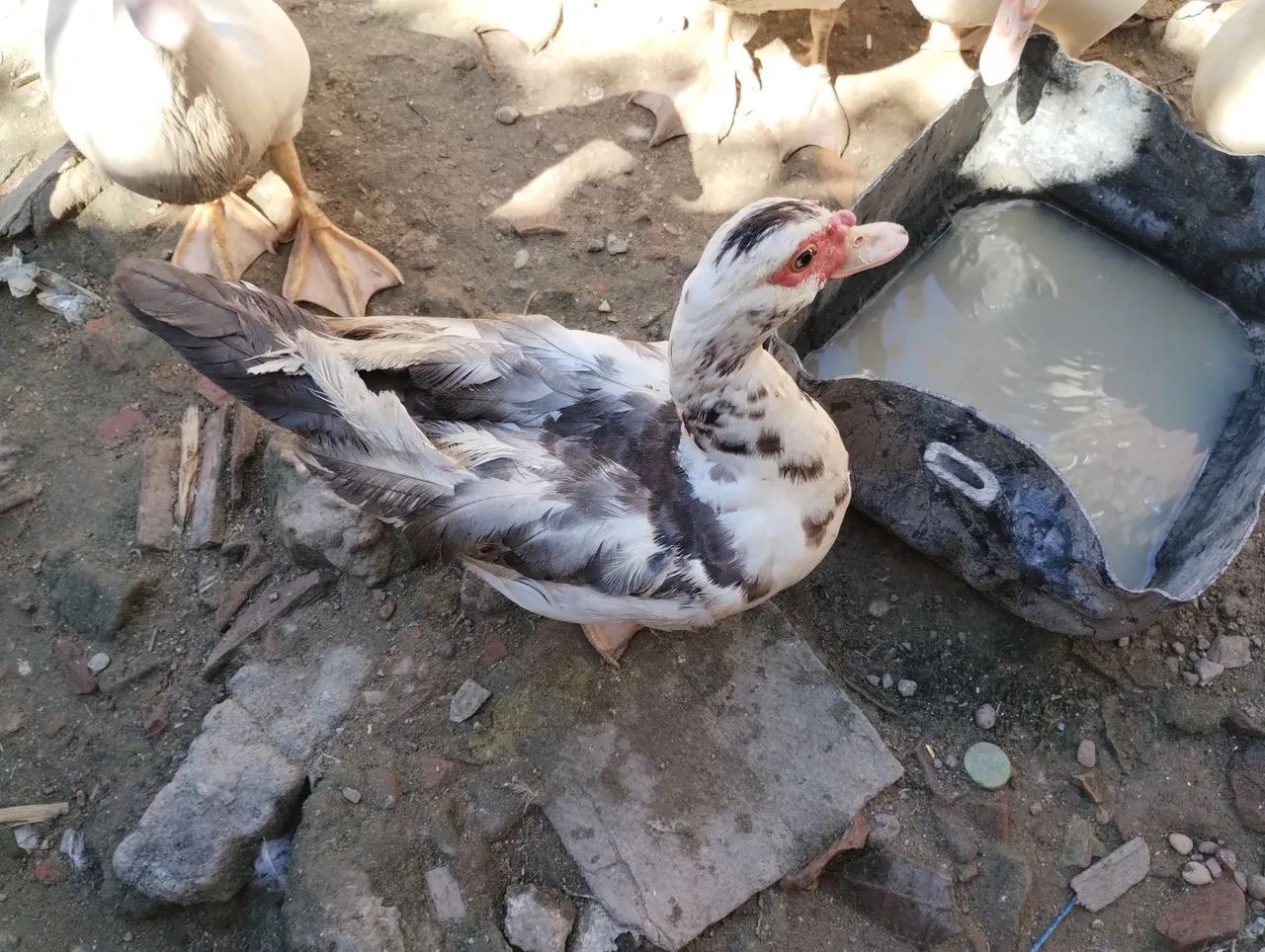 Vendo dois galos e um casal de pato  - Foto 3