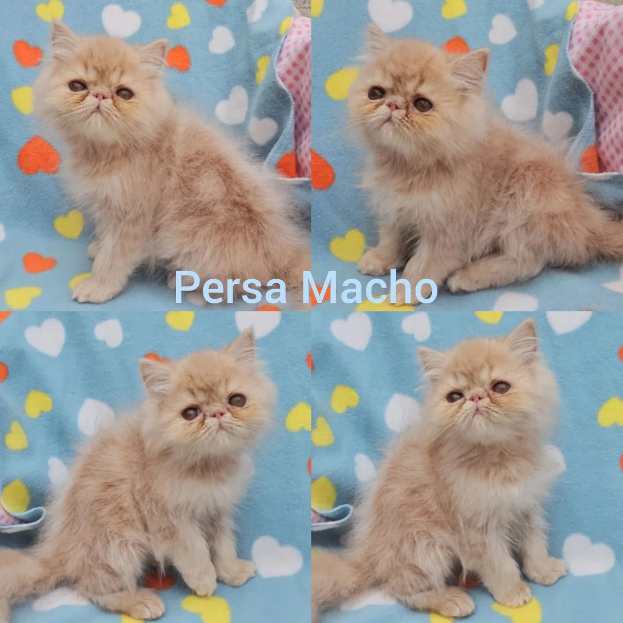 Persas, Exóticos e Himalaios Filhotes - Gatil BSB Cat  - Foto 3