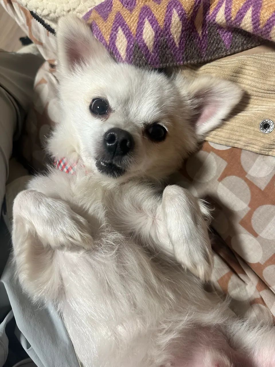 Procura-se namorada para o Chihuahua - Foto 4
