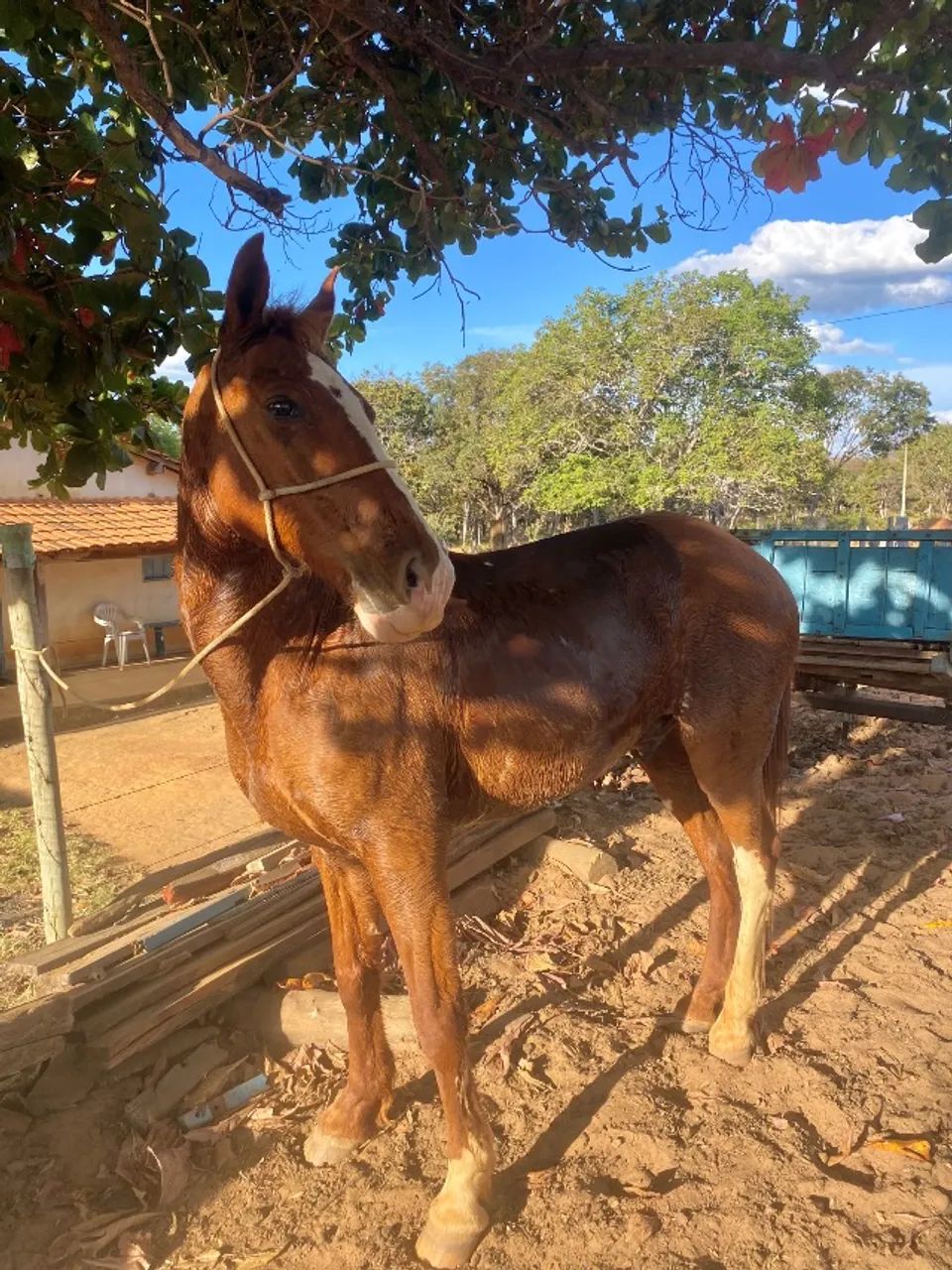 Cavalo à venda - Foto 3