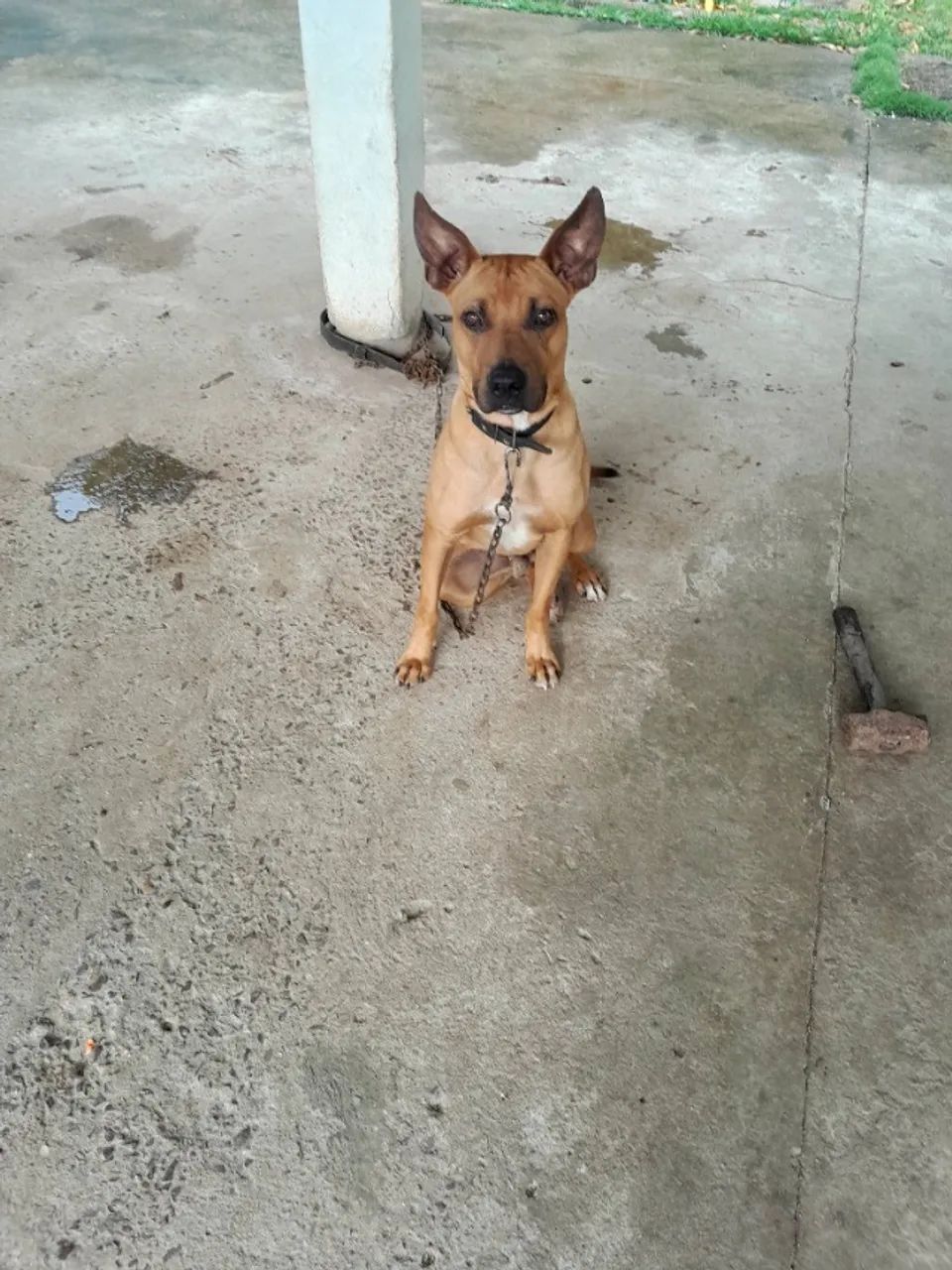 Animal de estimação 