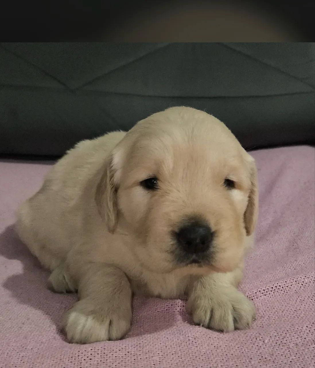 Golden Retriever Filhotes Carinhosos Machos e Fêmeas