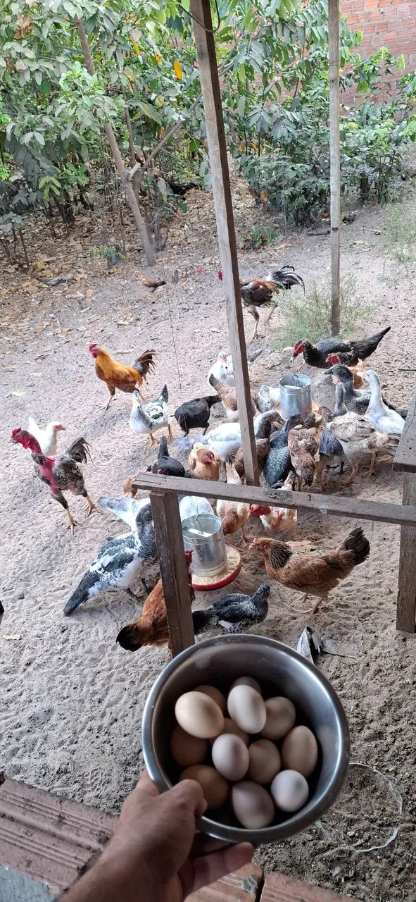Patos e Galinhas