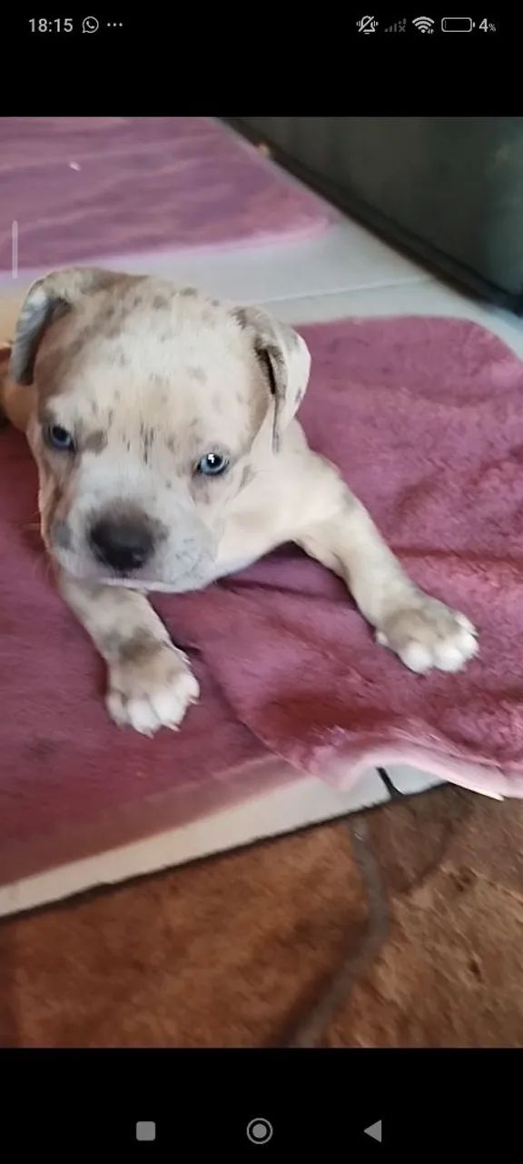 American Bully  - Foto 3