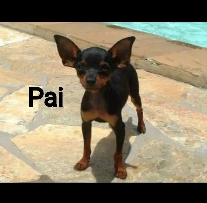 Pinscher Miniatura (00) - Foto 3