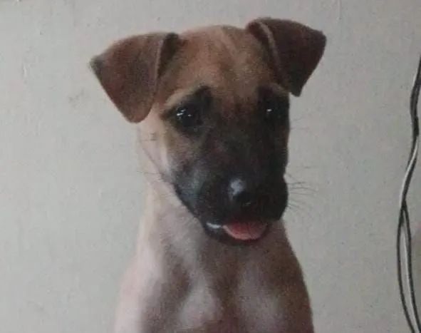 Adoção responsável  - Foto 2