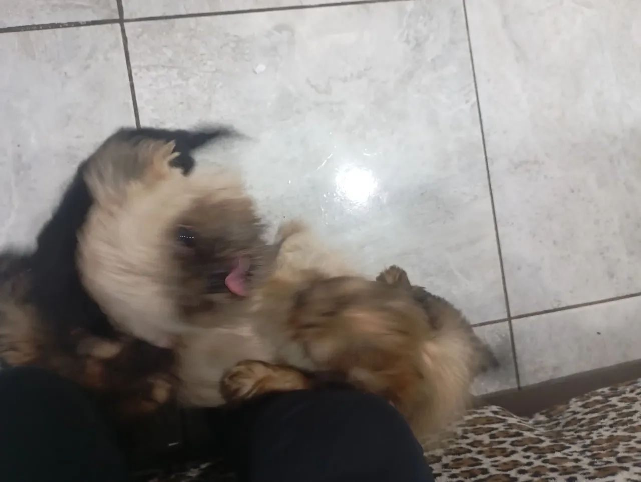Mestiço Shitzu e yorkshire 