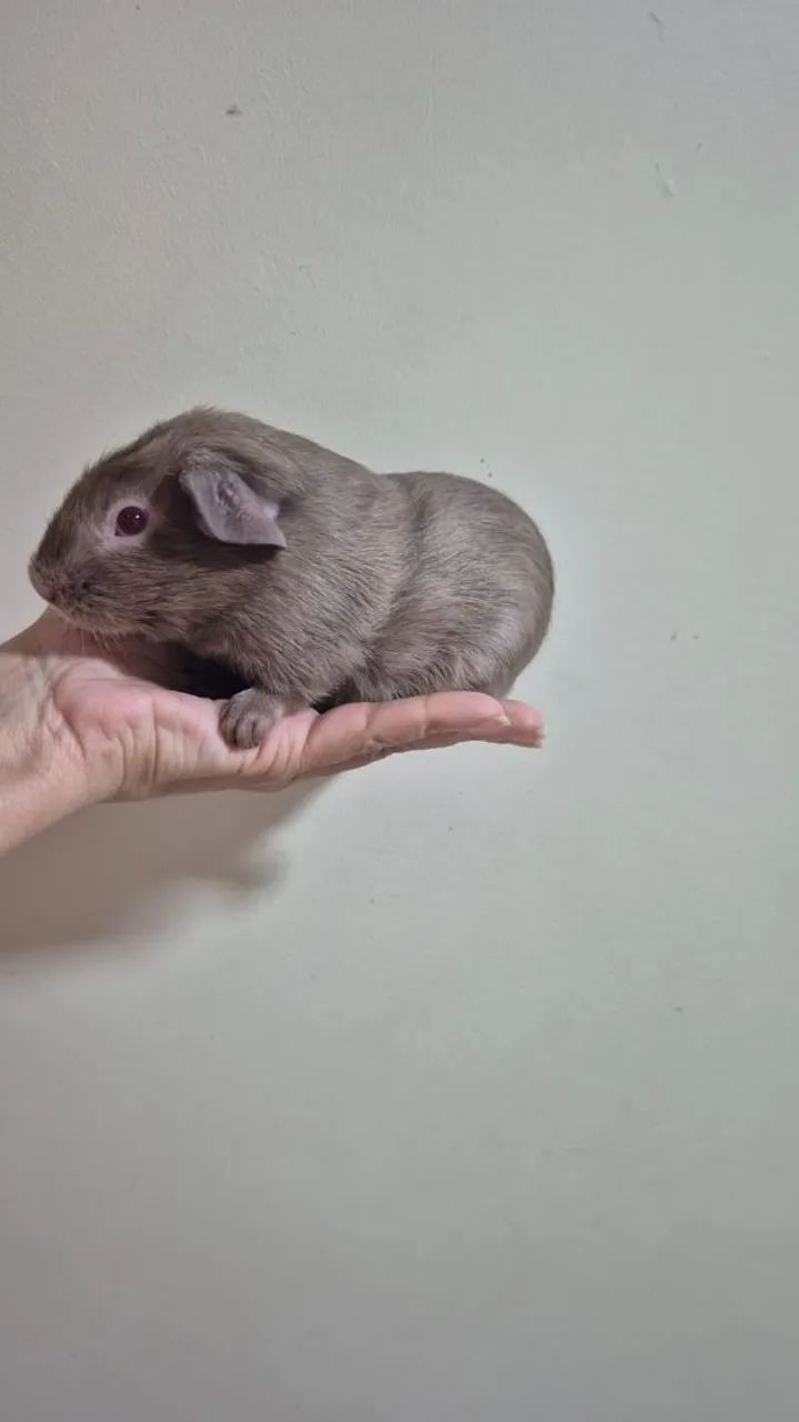 Porquinho da Índia Importado - Foto 4