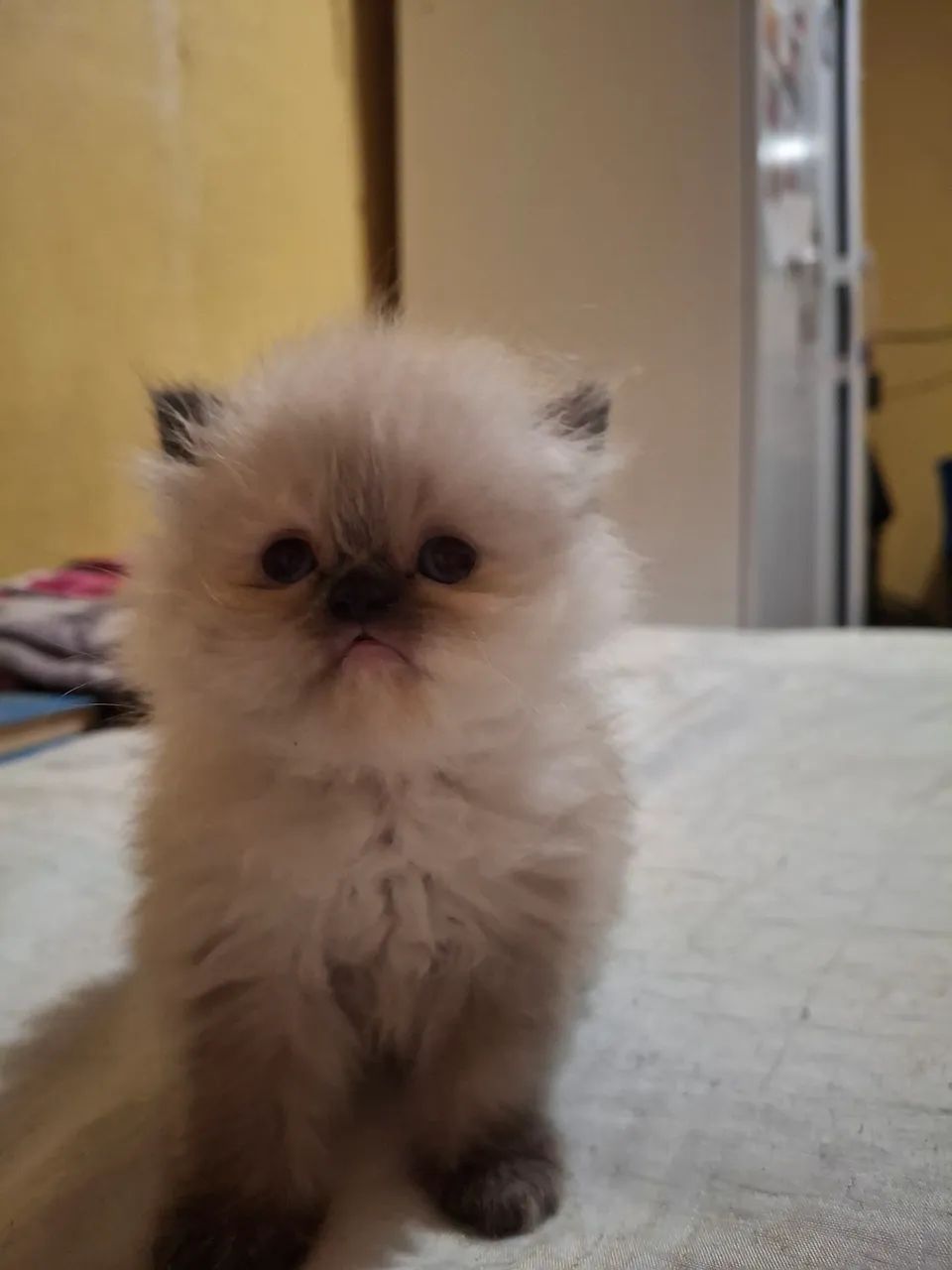 Gata Persa - Foto 4