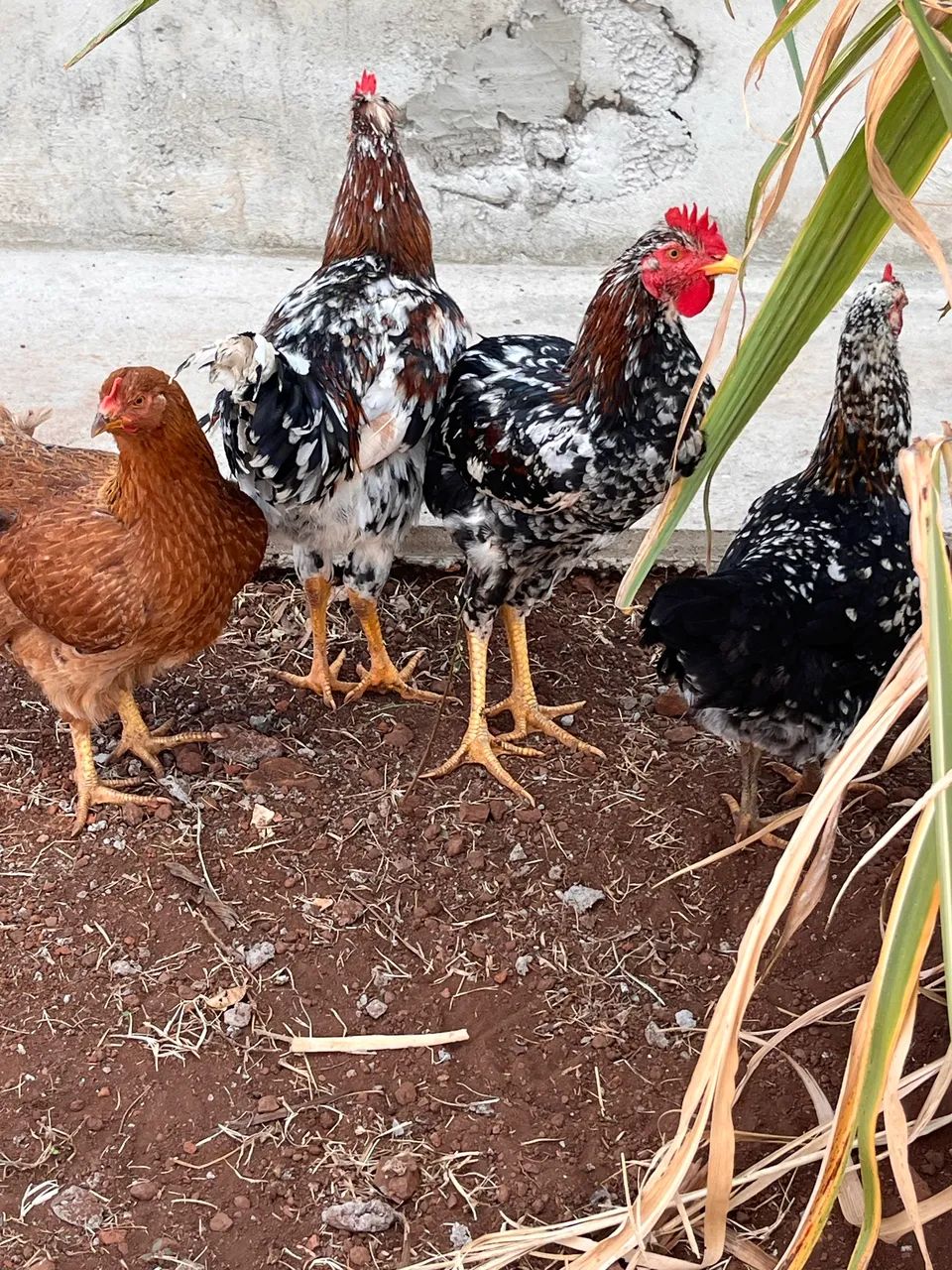 Frango GSB