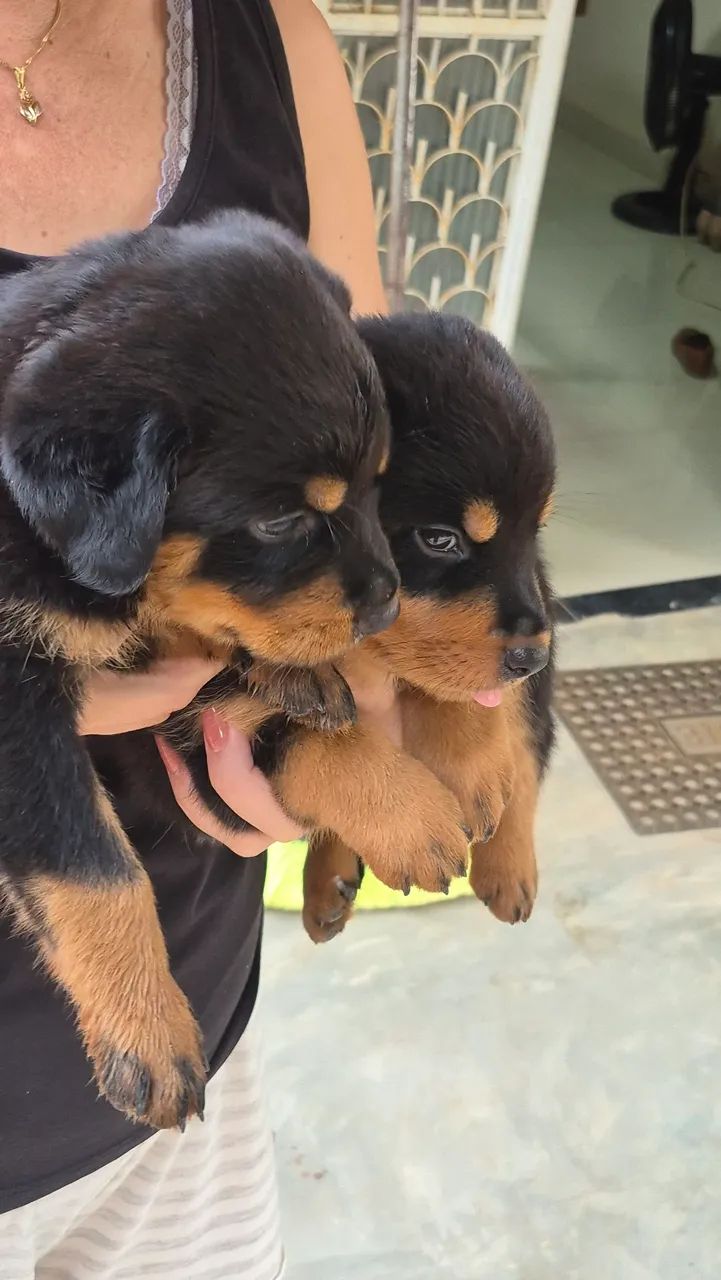 Filhotes de Rottweiler  - Foto 2