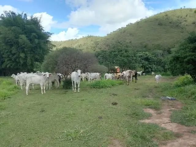 Fazenda na Vicinal 1 do Apiaú Mucajaí - Foto 4