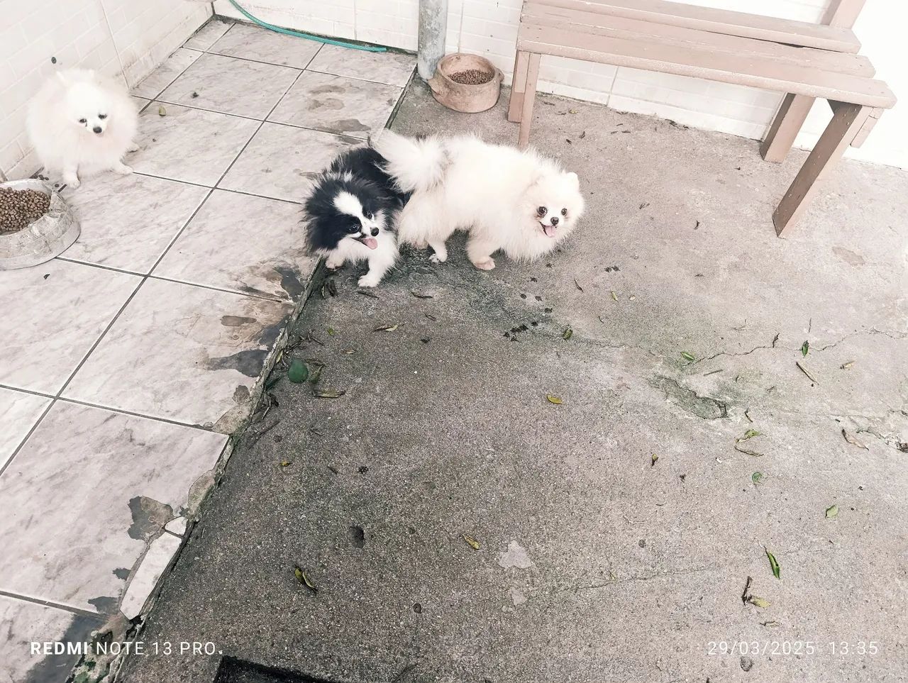 Lulu da Pomerânia  - Foto 5