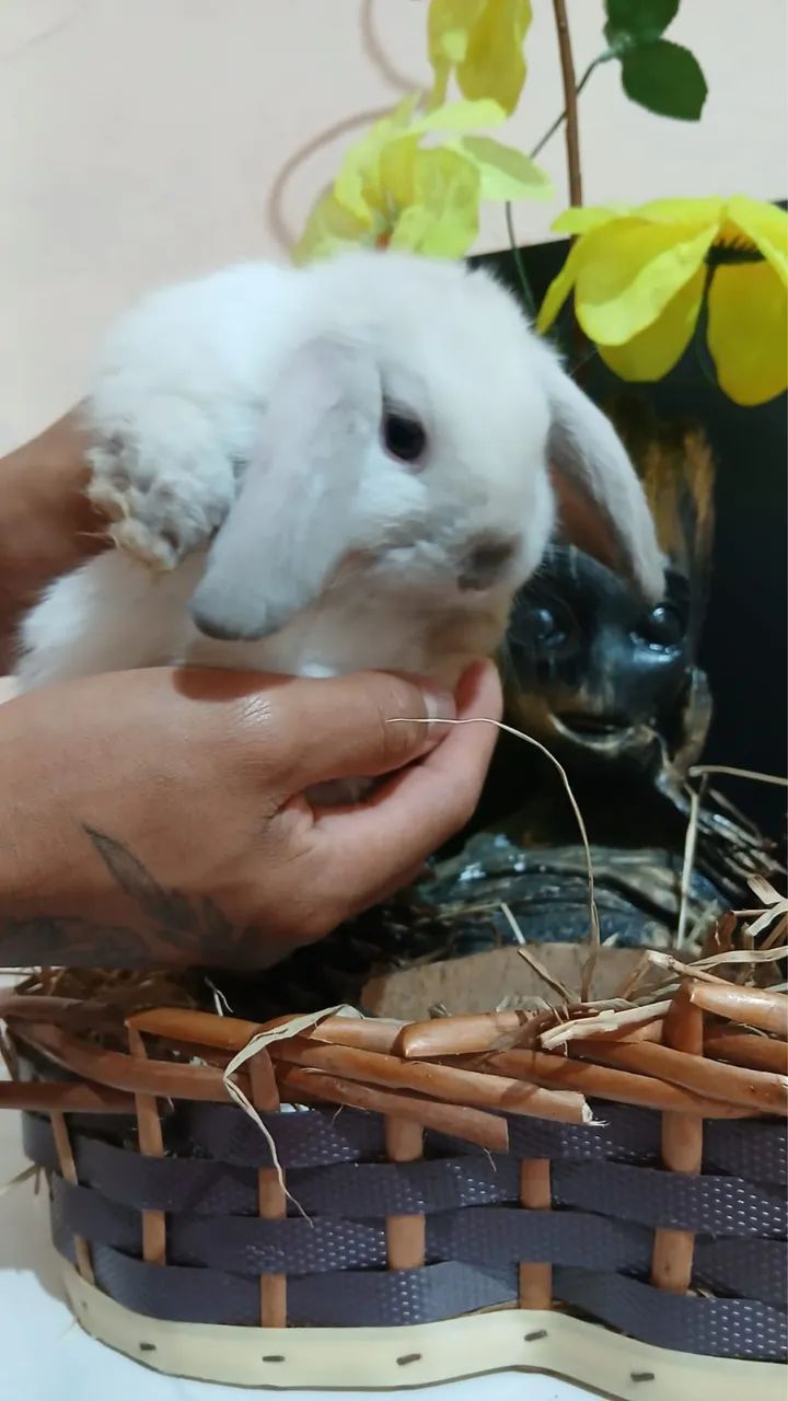 Coelho lop uruguaio bebe branco  - Foto 4