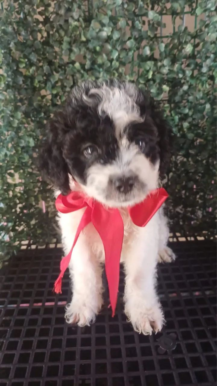 Cachorro  - Foto 2