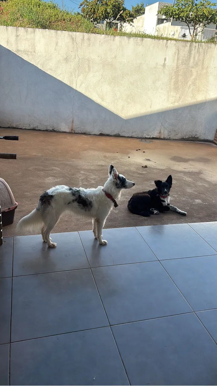 Border Collie macho Preto e branco - Foto 2