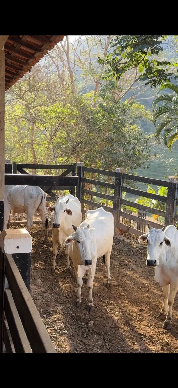 Vacas Nelore  - Foto 4