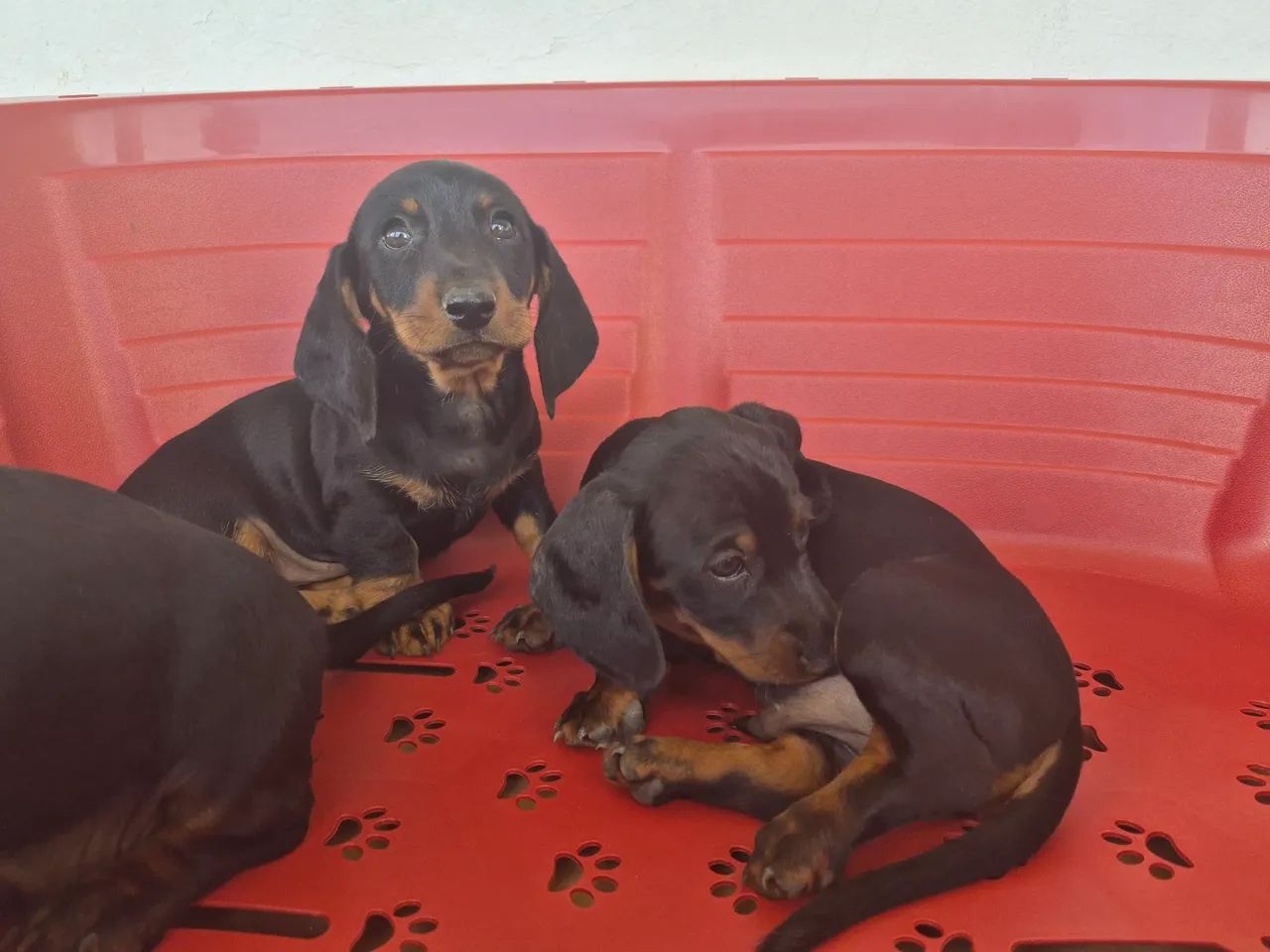 DACHSHUND filhotes machos - Foto 5