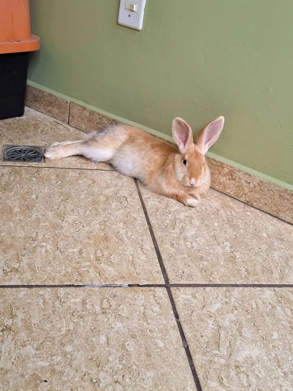 Machinho  3 meses - Foto 5