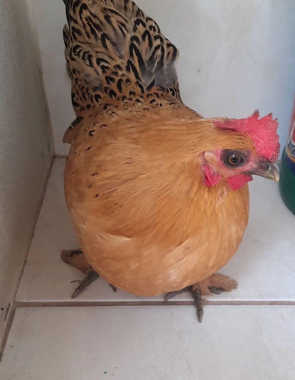 Tenho 5 Garnizé todos saudáveis  - Foto 4