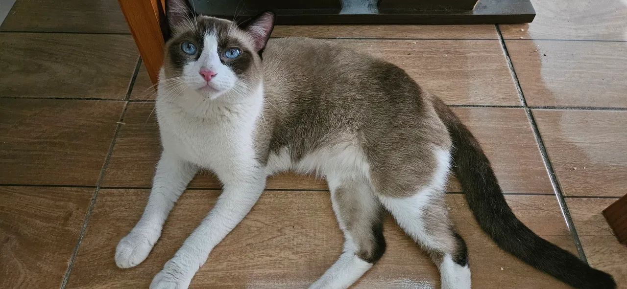 Doação gato  - Foto 2