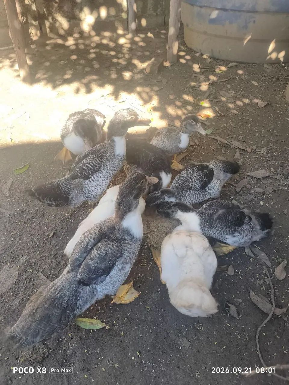 Patos variados machos e fêmeas  - Foto 2