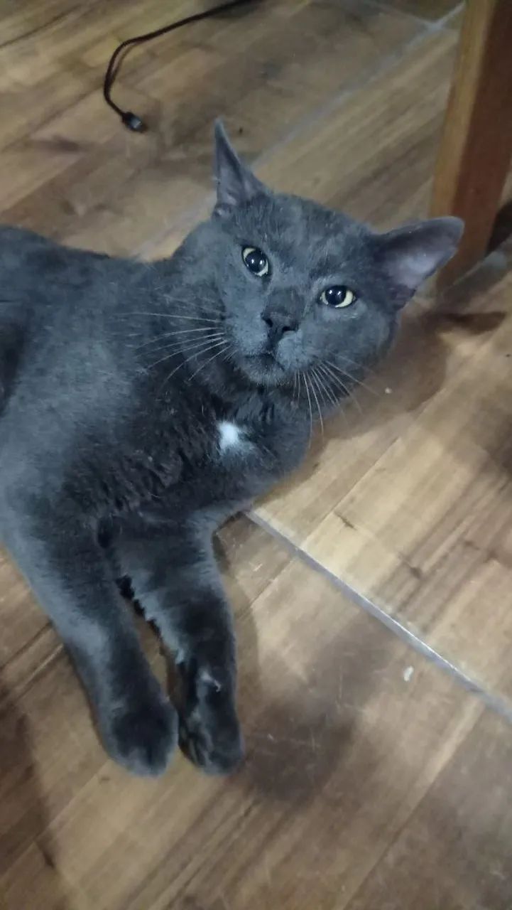 Gato lindo macho cinza não castrado