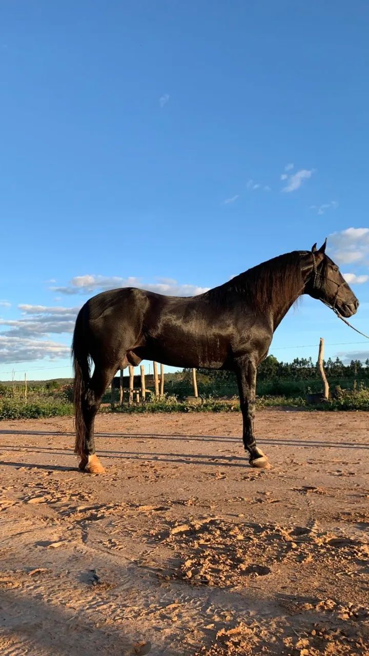 CAVALO MANGA LARGA MINEIRO (MARCHA PICADA) - Foto 5