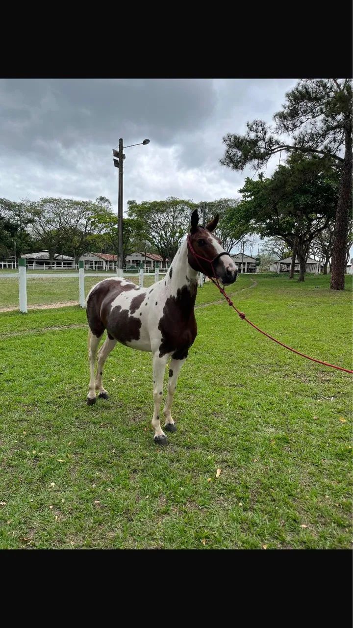 Animais para agropecuária 