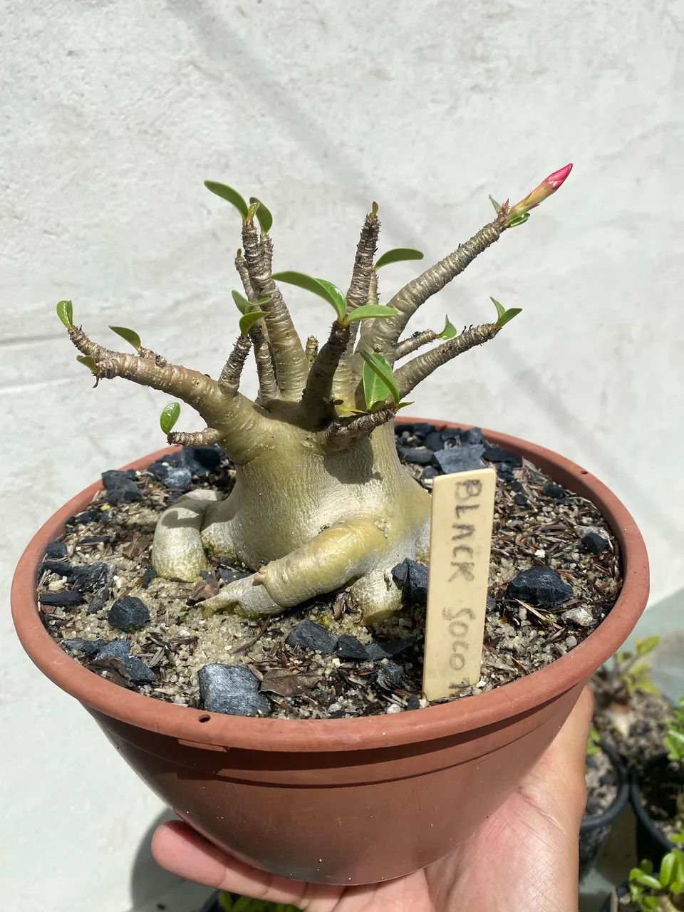 Caudex escultural- Arabicum Black Soco Thai 