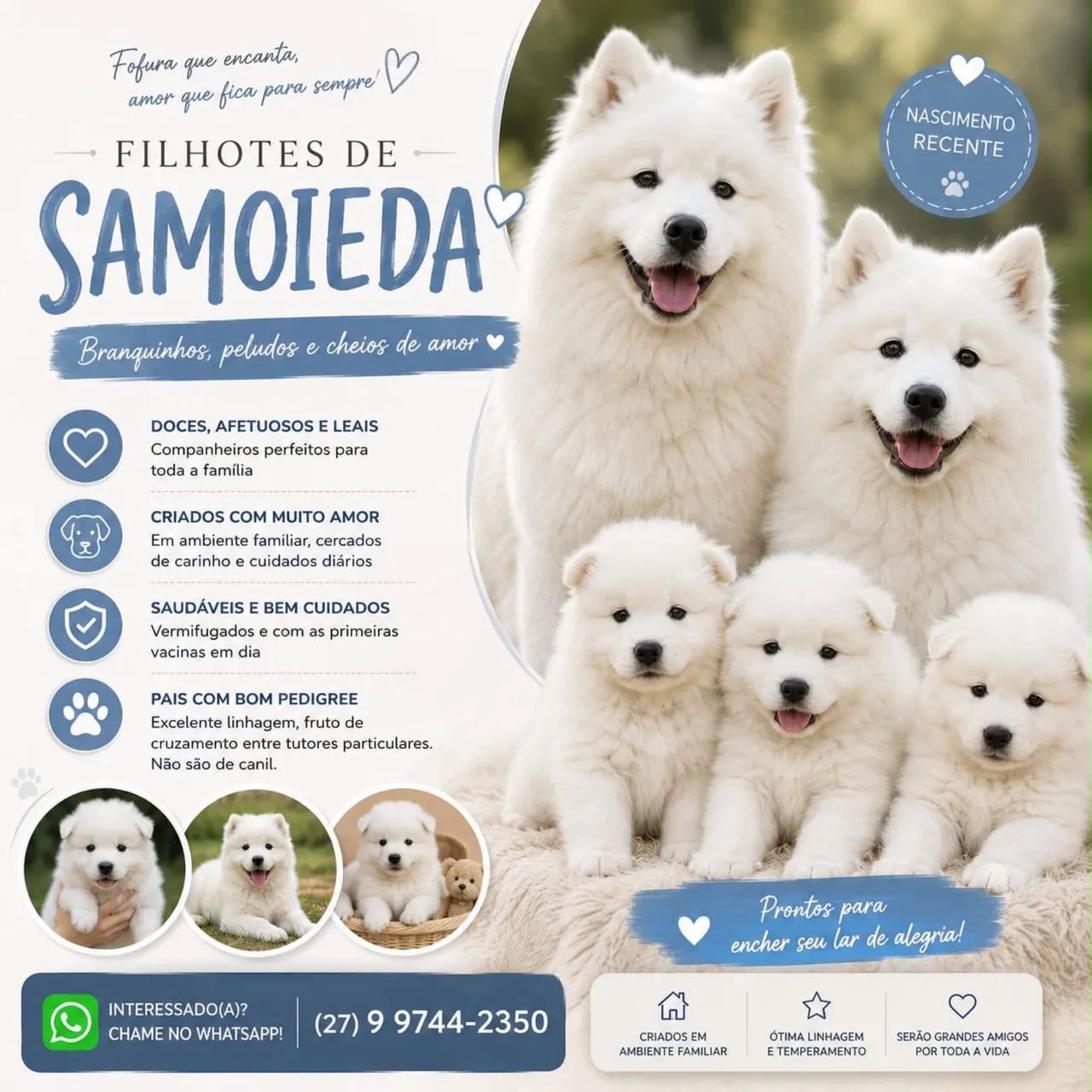 Filhotes de Samoieda com Pedrigree e microchip disponíveis - Foto 5
