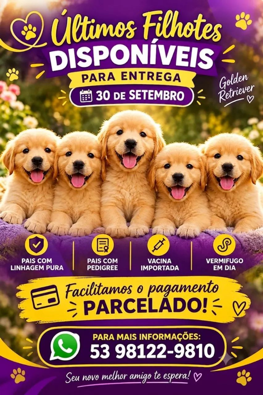 F Golden Retriever 