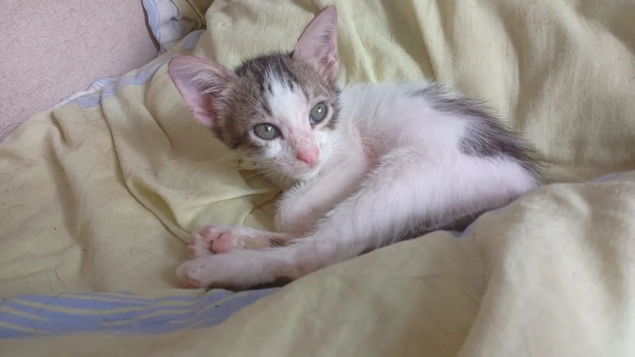 Gatos Adoção. - Foto 3
