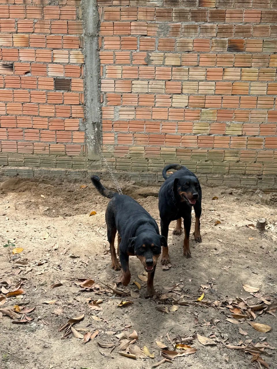 Vendo Filhotes de Rottweiler - Foto 3